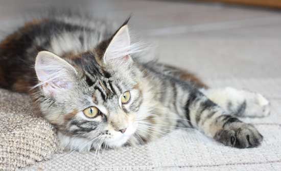 Fotoalbum Maine Coon Katze Dragonlord S Tanganjika
